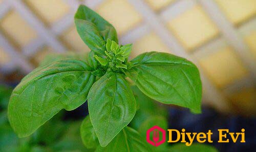 Fesleğen: Fesleğen, siğilleri yok etmek ve onlara neden olan virüsleri öldürmek için diğer bir etkili yoldur.Bu bitki antivirüs özelliğiyle bilinir, bu da siğillere karşı savaşmada çok etkilidir. İhtiyacınız Olanlar: Çeyrek bardak taze fesleğen, Gazlı bez veya bandaj. Ne Yapacağım? Fesleğeni yıkayın ve hamur gibi olması için blendırdan geçirin. Siğile doğrudan uygulayın, ardından gazlı bez veya bandaj ile üzerini kapatın ve gece boyunca bu şekilde kalmasını sağlayın. Bunu 2 hafta boyunca her gün tekrar edin. Devam etmek için görsele tıklayın