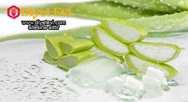 Diyabetle savaşmak : Aloe vera suyu kandaki şeker seviyelerini indirmeye yardımcı bir gıda takviyesi olarak da kullanılabilir. Ancak, diyabet rahatsızlığınız varsa ve bu suyu içmek istiyorsanız öncelikle yan etkileri önlemek amacıyla doktorunuza başvurmalısınız.Okumaya devam etmek için görsele tıklayın ve 5. fotoğrafa geçin.