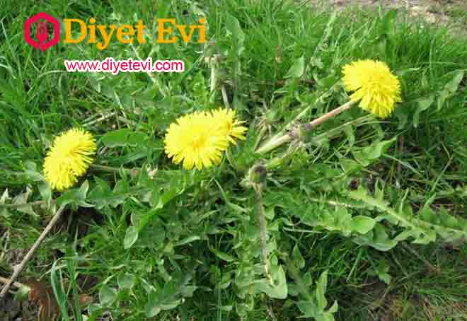 Karahindibanın içindeki süt, siğilleri yok etmek için çok etkilidir. Eğer bahçenizde yetişen karahindibalar varsa, onları siğilleri yok etmek için kullanmaktan çekinmeyin. İhtiyacınız Olanlar: 1 adet karahindiba, Bandaj. Ne Yapacağım? Karahindibanın baş kısmını kopartın ve sapının içindeki sütü çıkartın. Bunu doğrudan siğile uygulayın ve bir bandaj ile kapatın. Bu tedaviyi siğilden kurtuluncaya kadar günde 2 kez uygulayın. www.diyetevi.com