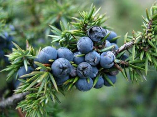 Ardıç Yağı : Ardıç tohumu selülitleri gidermede en farklı ve en etkili yöntemlerin başında gelir. Etkisini streç film ile gösterir. Ardıç tohumu ile masaj yapılarak sorunlu bölgeye sürülen yağ bir streç film ile kapatılarak 1-2 saat kadar bölgenin terlemesi sağlanır. Terleyen selülitli bölgenin yağ yakım seviyesi hızlanır. Ardıç yağı ile yapılan bu müdahale haftada 3 defa aralıksız bir periyotta tekrarlanır. Bir sonraki yağ için görsele tıklayınız...