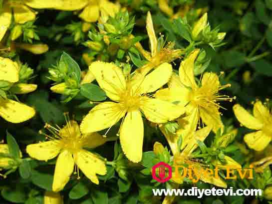 Yonca otu Faydaları: • Kanı ve karaciğeri temizler • Kandaki kolesterol düzeyini düşürücü etkiye sahiptir. • Şeker hastalığında da faydalıdır. Ahududu yaprağı Faydaları: • Kanı temizler • Bronşite iyi gelir • Diş eti hastalıkları tedavisinde kullanılır Bu yazıyı herkese ulaştıralım. Özellikle facebookta paylaşalım ki herkes faydalansın.. Sağlıklı mutlu günler dileriz.